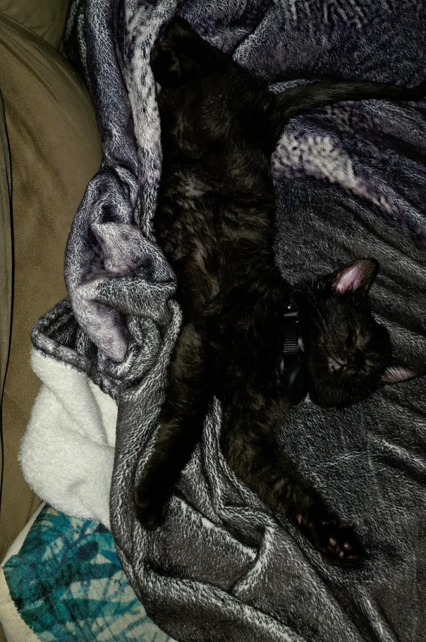 Cheezburger Image 10611994624