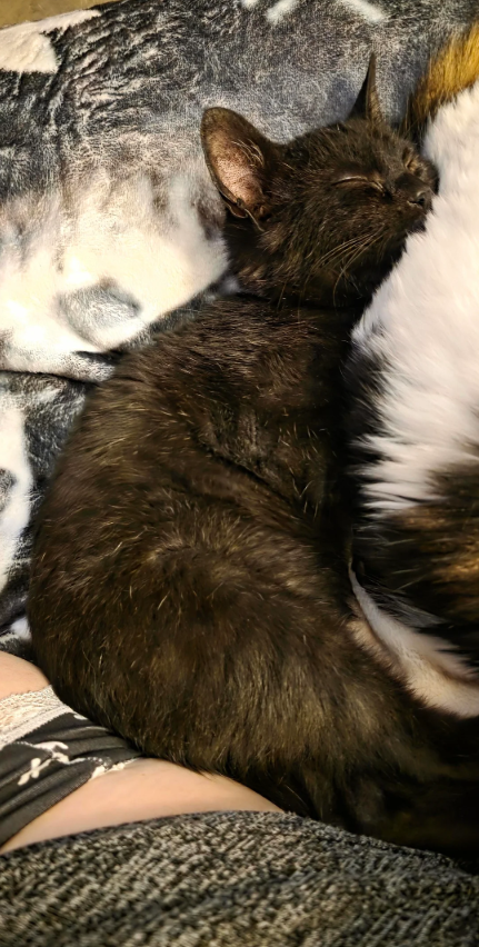 Cheezburger Image 10611994880