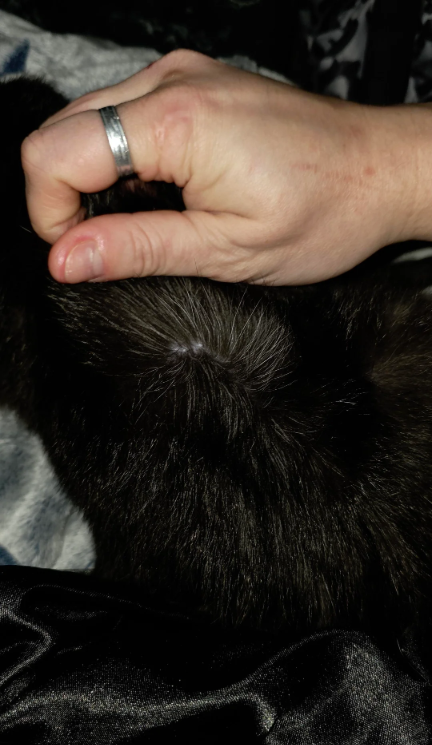 Cheezburger Image 10611995136