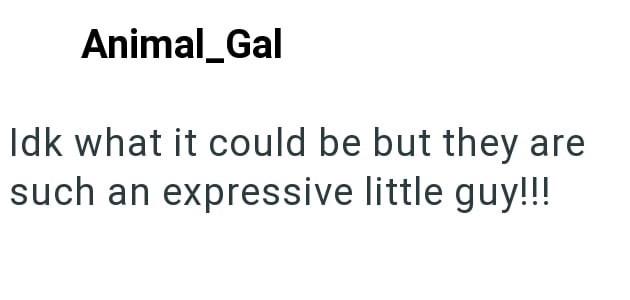 Animal_Gal Idk what it could be but they are such an expressive little guy!!!