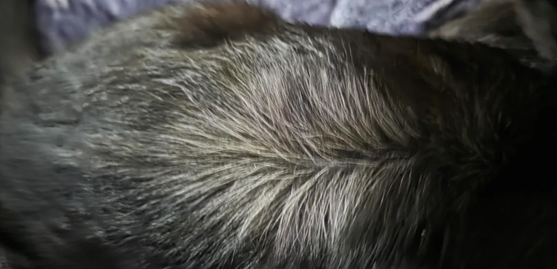 Cheezburger Image 10611996416