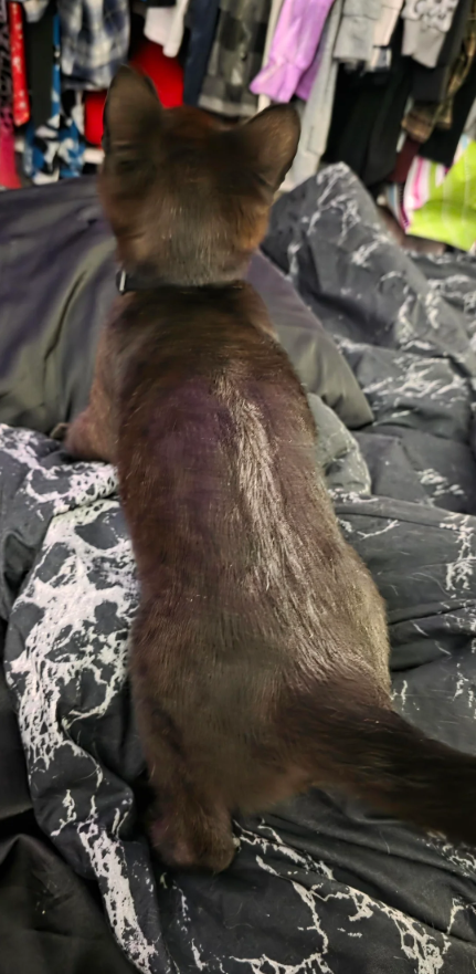 Cheezburger Image 10611996928