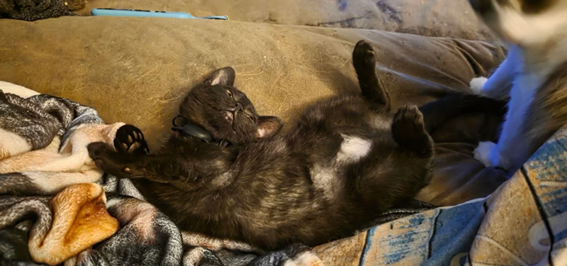 Cheezburger Image 10611997440