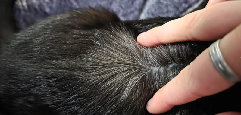 Cheezburger Image 10611998208