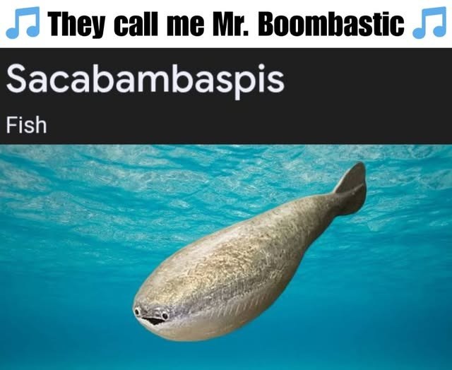 ♫They call me Mr. Boombastic ♫ Sacabambaspis Fish