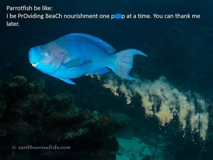 Parrotfish be like: I be Providing Beach nourishment one pop at a time. You can thank me later. caribbeanreeflife.com