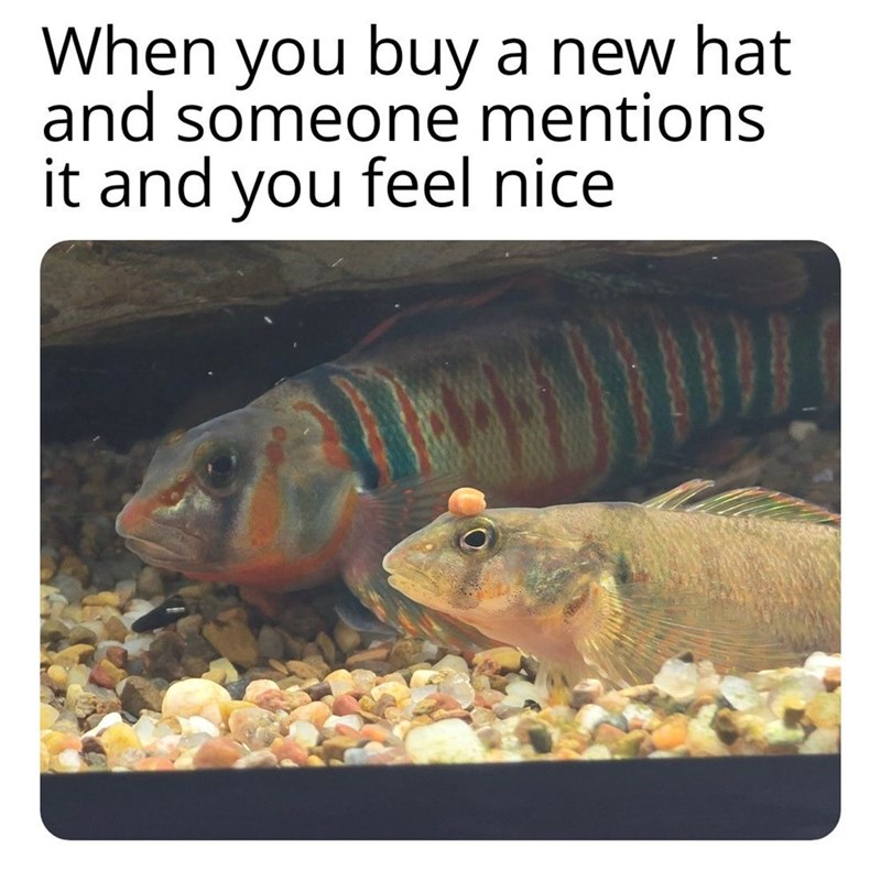 When you buy a new hat and someone mentions it and you feel nice