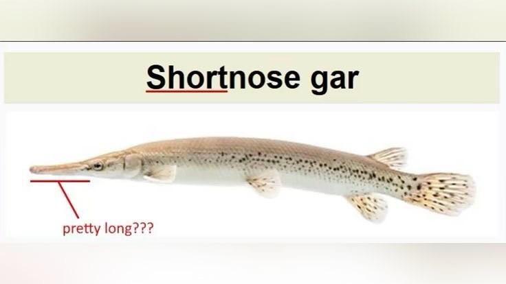 pretty long??? Shortnose gar