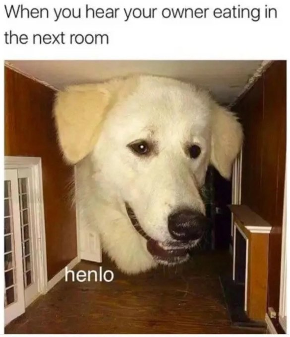 When you hear your owner eating in the next room henlo