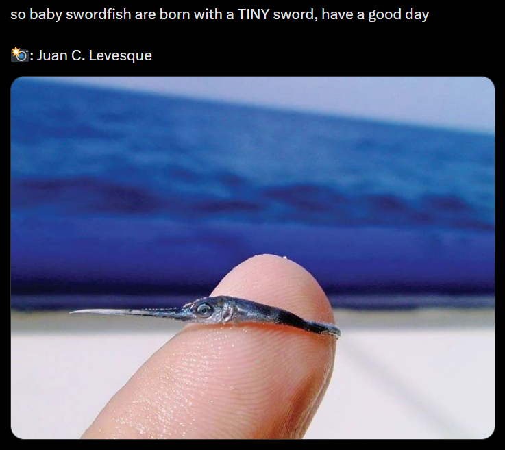 so baby swordfish are born with a TINY sword, have a good day : Juan C. Levesque