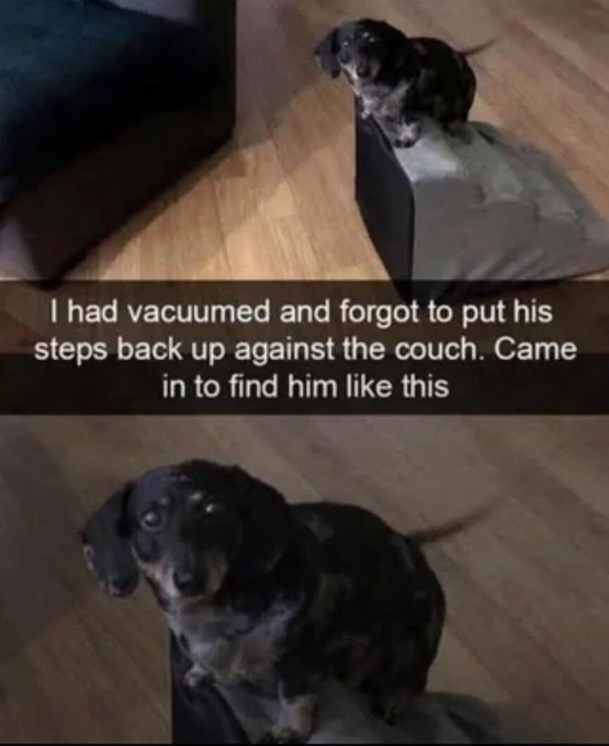 I had vacuumed and forgot to put his steps back up against the couch. Came in to find him like this