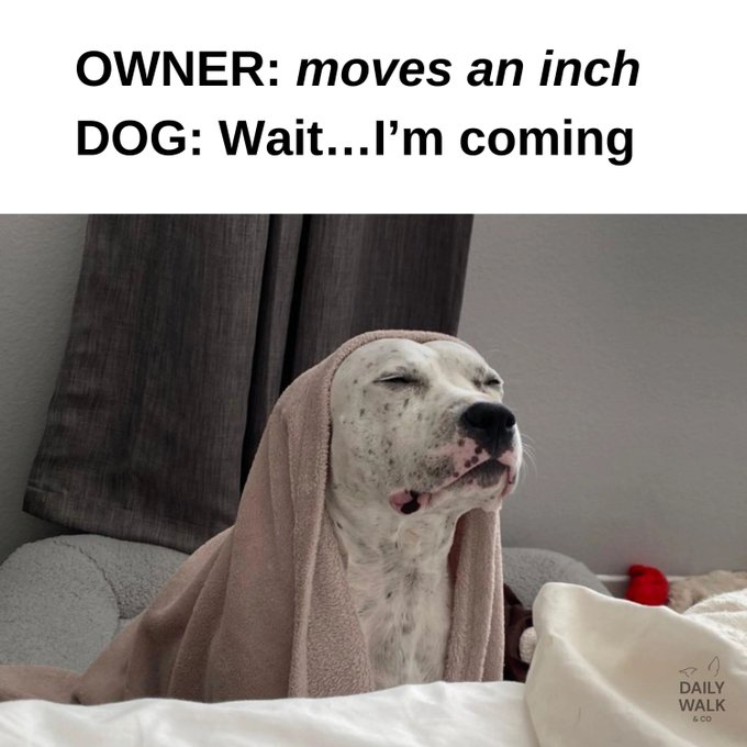 OWNER: moves an inch DOG: Wait...I'm coming DAILY WALK & CO
