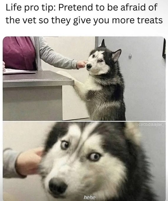 Life pro tip: Pretend to be afraid of the vet so they give you more treats hehe @caco.ca.ajax