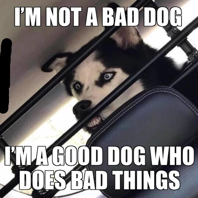 I'M NOT A BAD DOG I'M A GOOD DOG WHO DOES BAD THINGS