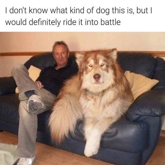 I don't know what kind of dog this is, but I would definitely ride it into battle