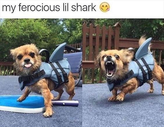 my ferocious lil shark