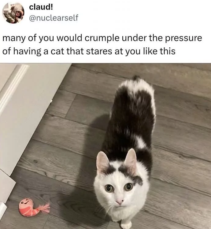 claud! @nuclearself many of you would crumple under the pressure of having a cat that stares at you like this NN