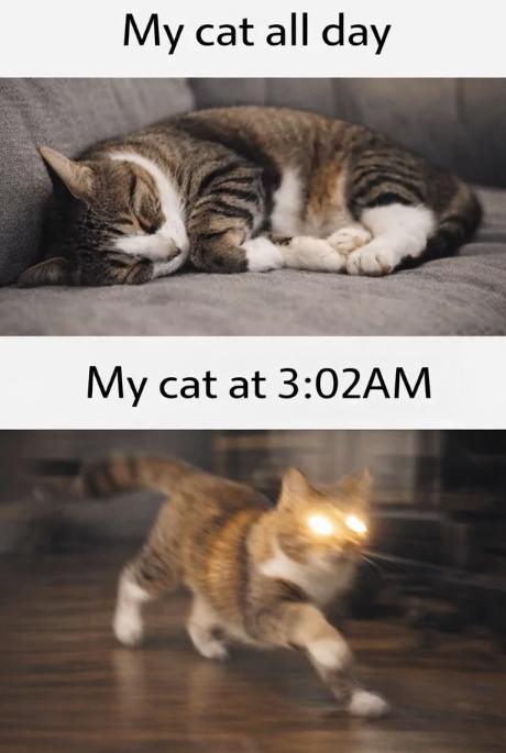 My cat all day My cat at 3:02AM