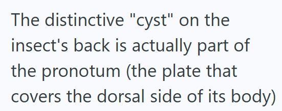 The distinctive "cyst" on the insect's back is actually part of the pronotum (the plate that covers the dorsal side of its body)