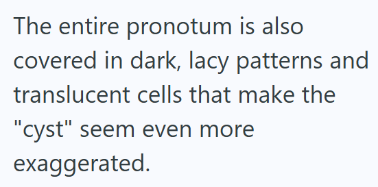 The entire pronotum is also covered in dark, lacy patterns and translucent cells that make the "cyst" seem even more exaggerated.