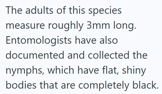 The adults of this species measure roughly 3mm long. Entomologists have also documented and collected the nymphs, which have flat, shiny bodies that are completely black.