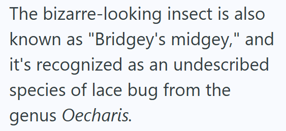The bizarre-looking insect is also known as "Bridgey's midgey," and it's recognized as an undescribed species of lace bug from the genus Oecharis.