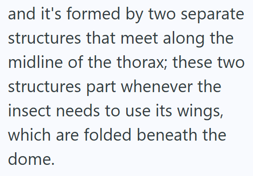and it's formed by two separate structures that meet along the midline of the thorax; these two structures part whenever the insect needs to use its wings, which are folded beneath the dome.