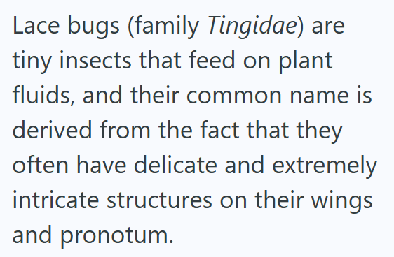 Lace bugs (family Tingidae) are tiny insects that feed on plant fluids, and their common name is derived from the fact that they often have delicate and extremely intricate structures on their wings and pronotum.