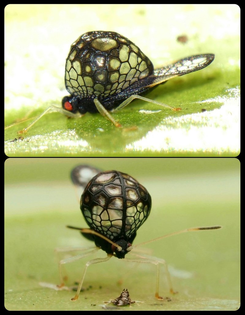 Cheezburger Image 10612020992