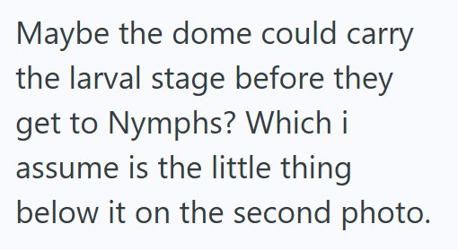 Maybe the dome could carry the larval stage before they get to Nymphs? Which i assume is the little thing below it on the second photo.
