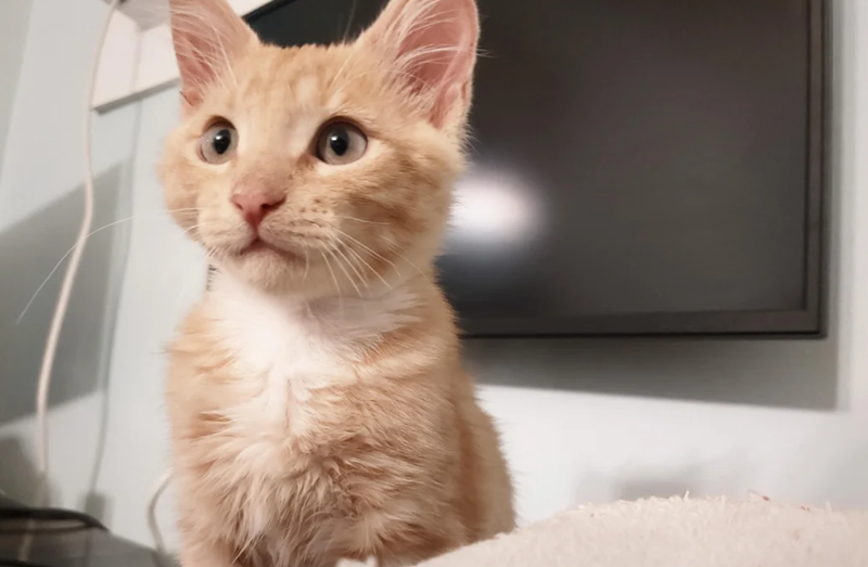 Cheezburger Image 10612024832