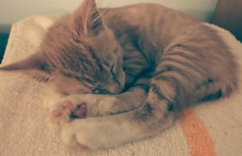 Cheezburger Image 10612025600