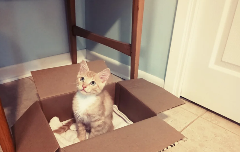 Cheezburger Image 10612025856