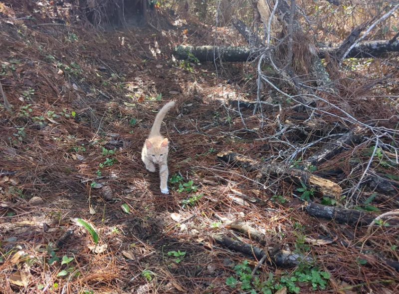 Cheezburger Image 10612026368