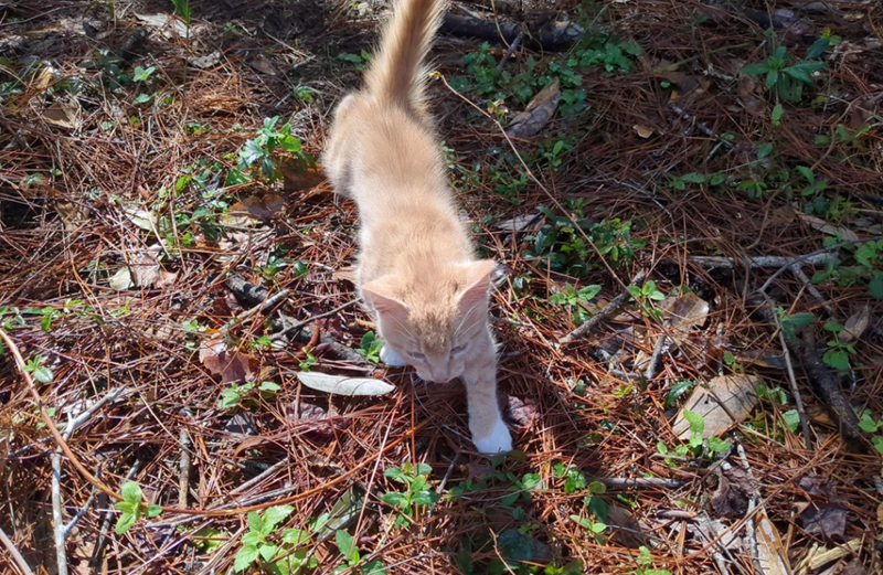 Cheezburger Image 10612026880