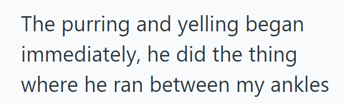 The purring and yelling began immediately, he did the thing where he ran between my ankles