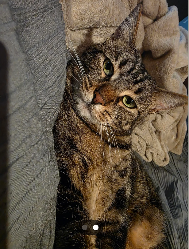 Cheezburger Image 10612034048