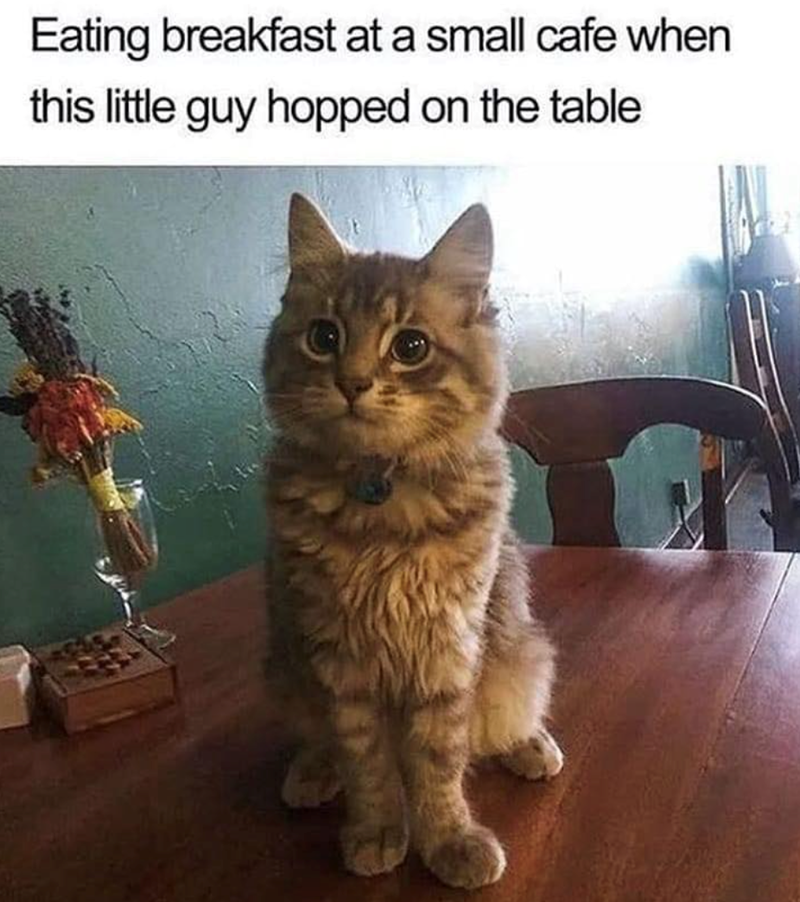 Cheezburger Image 10612101120