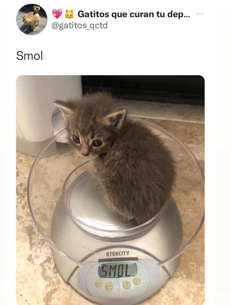 Smol Gatitos que curan tu dep... @gatitos_qctd ETEKCITY SMOL