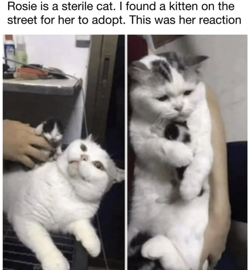 Rosie is a sterile cat. I found a kitten on the street for her to adopt. This was her reaction