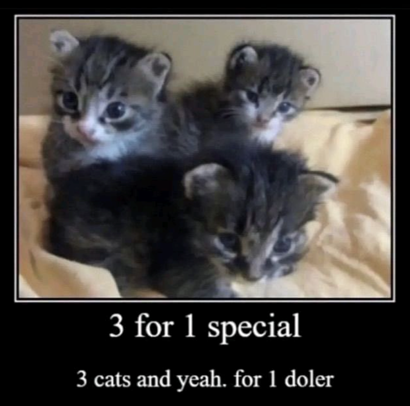 3 for 1 special 3 cats and yeah. for 1 doler