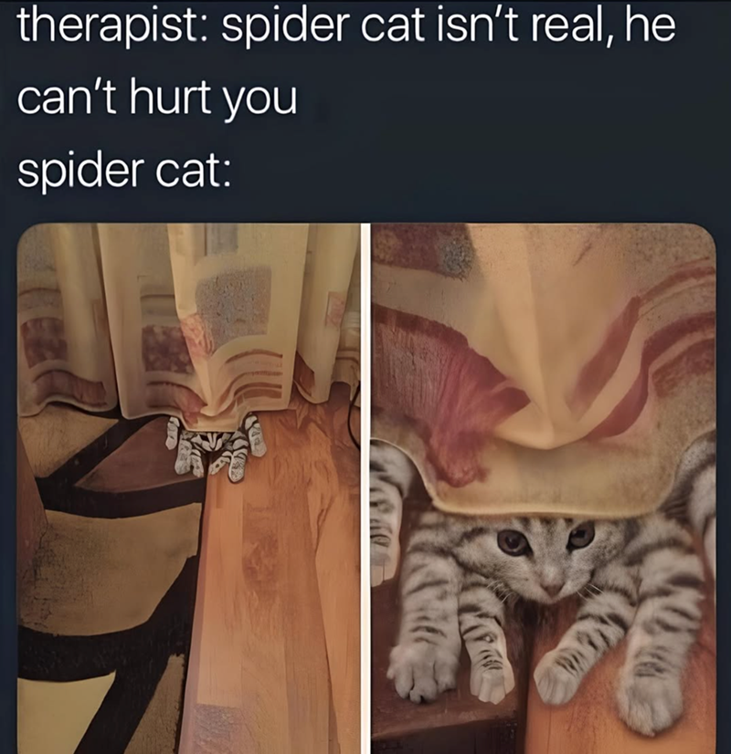 therapist: spider cat isn't real, he can't hurt you spider cat:
