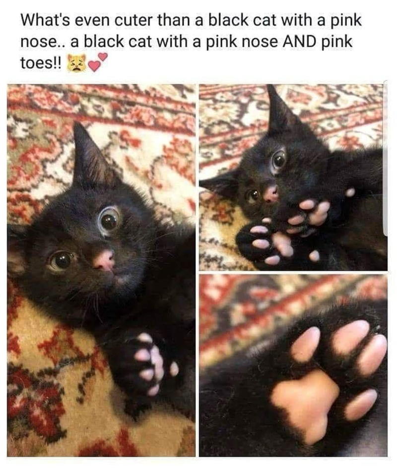 What's even cuter than a black cat with a pink nose.. a black cat with a pink nose AND pink toes!!