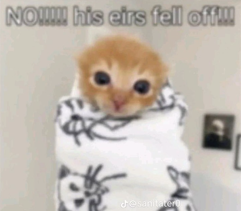 NO!!!!! his eirs fell off!!! J@sanitatero