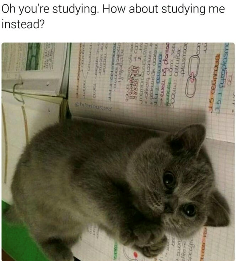 VOJO Oh you're studying. How about studying me instead? ACORE @hilarious.ted CELLIGAC tomien a LAERICAL cetemcxo CLADOR Joystip มีของสาร Can 2. tra membrabuneuste vollecto ao s ecletti C 31.01-2 celUCLACK →enkel by plantad junctia com Ste bouw: cellulose, plasmode con bxc effen specific tecer ver 3 6 celinhoud 1.5.1 Fytoplasm cel