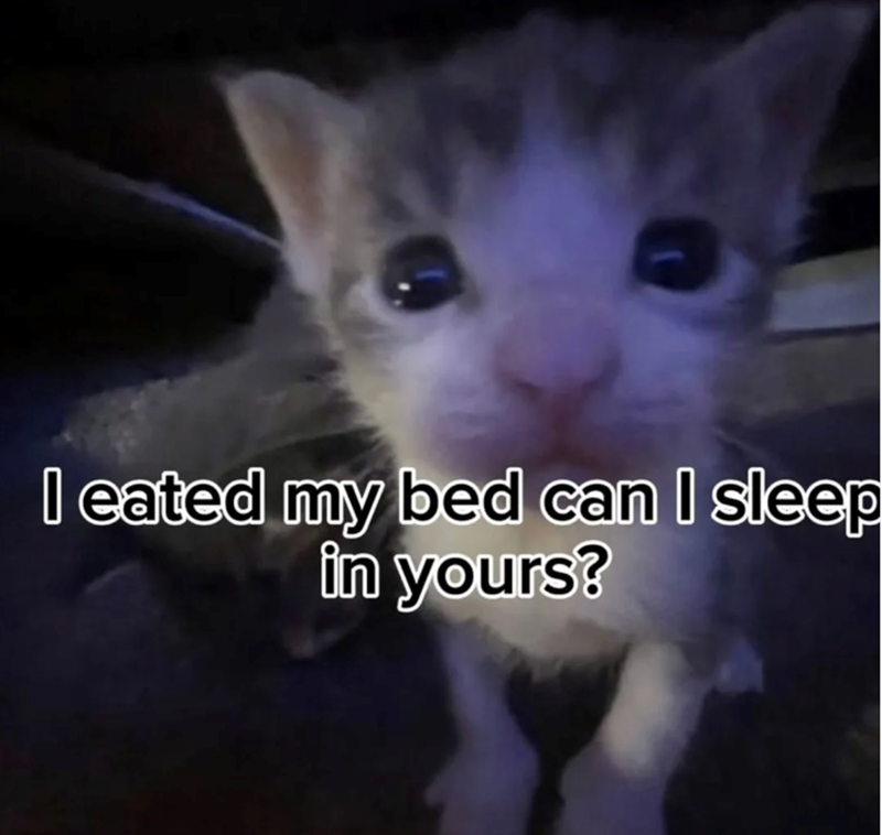 I eated my bed can I sleep in yours?