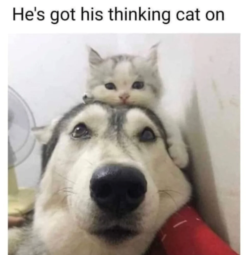 He's got his thinking cat on