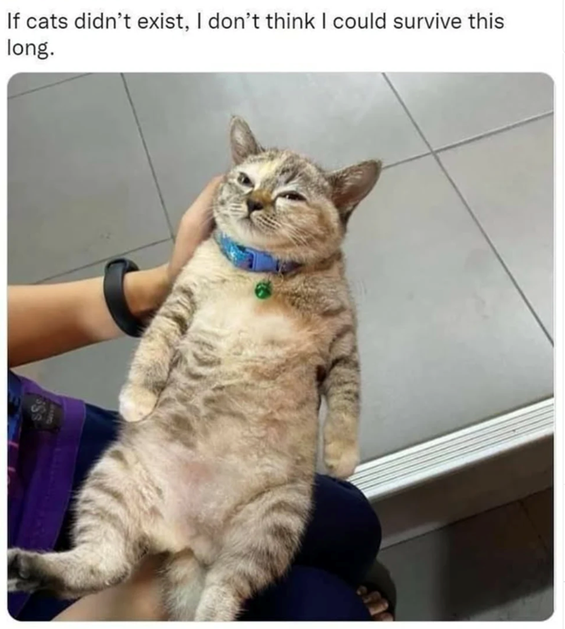 If cats didn't exist, I don't think I could survive this long.