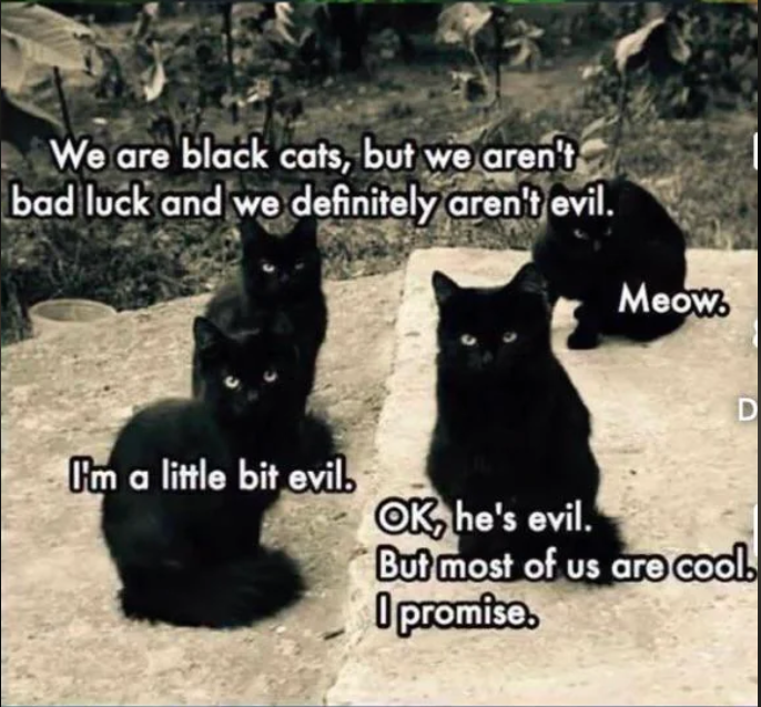 We are black cats, but we aren't bad luck and we definitely aren't evil. Meow. D I'm a little bit evil. OK, he's evil. But most of us are cool. I promise.