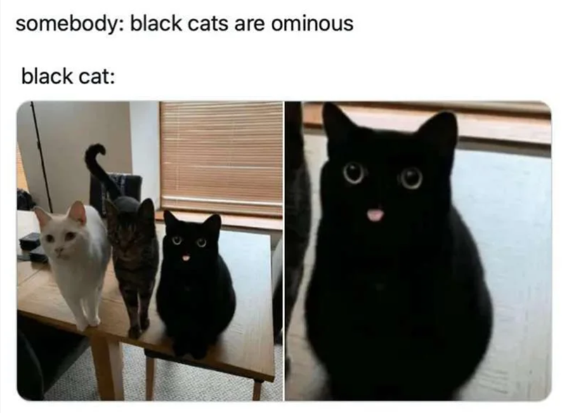 somebody: black cats are ominous black cat: